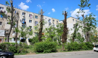 Prima modalitate de a salva arborii și de a le prelungi viața