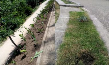 Constănțeni certați cu bunul simț. Florile plantate de primărie au fost furate