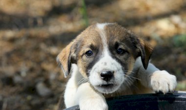 Adoptă un cățel
