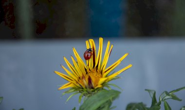 Invazie de buburuze la Constanța