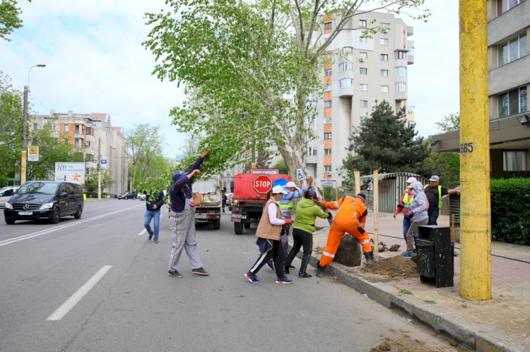 Prima modalitate de a salva arborii și de a le prelungi viața