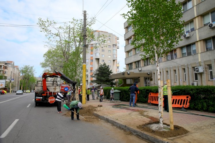 Prima modalitate de a salva arborii și de a le prelungi viața