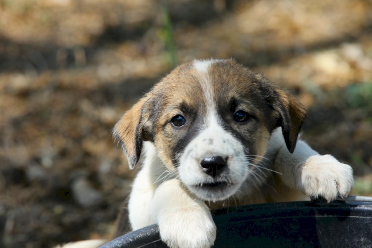 Adoptă un cățel