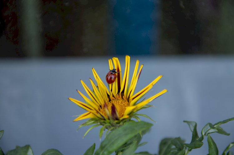 Invazie de buburuze la Constanța