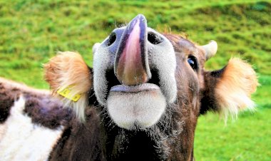 Ajutor de stat pentru creșterea animalelor