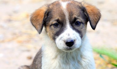 Adoptă un cățel, câștigă un prieten