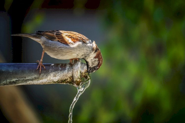 Constanța: Avarie pe aleea Magnoliei!