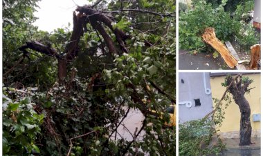 Copaci puși la pământ de vânt la Constanța