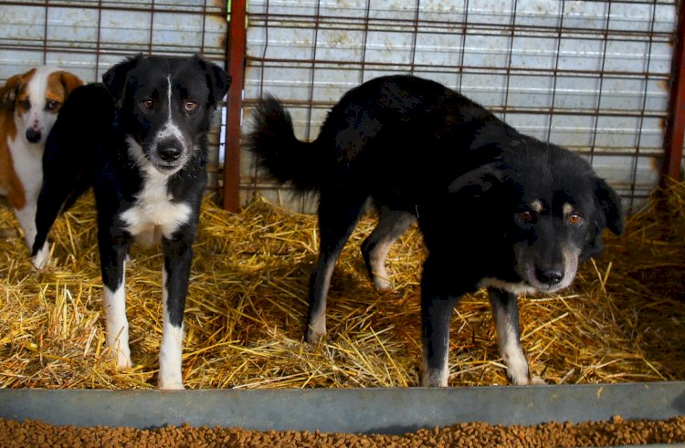 Program cu publicul la Adăpostul de animale