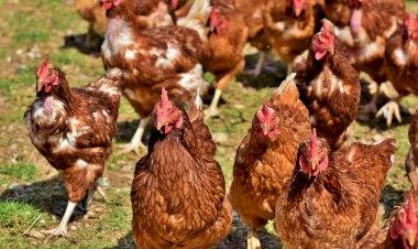 Comerţul ambulant cu păsări, suspendat o lună în toată țara. Ce spune prefectul Silviu Coșa