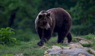 DNA a deschis dosar penal în cazul uciderii ursului Arthur