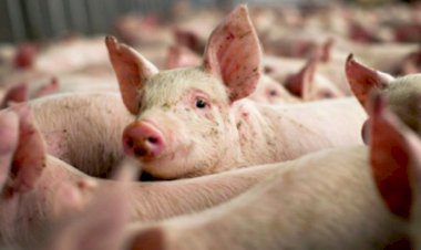 ANSVSA: Peste 300 focare de pestă porcină înregistrate în toată țara