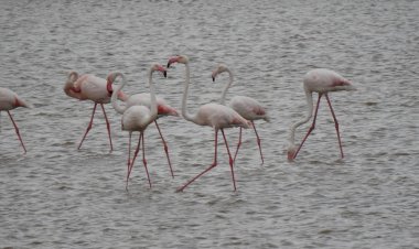 Peste 100 de păsări flamingo au fost observate în Delta Dunării