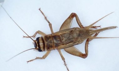 Încă o insectă, autorizată ca ingredient alimentar pe piaţa din Uniunea Europeană