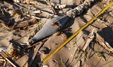 Obuz descoperit pe plaja din Sfântul Gheorghe