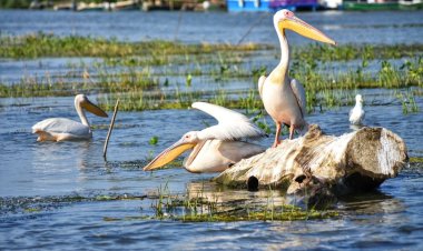 Luna Mai, plină de evenimente în Delta Dunării