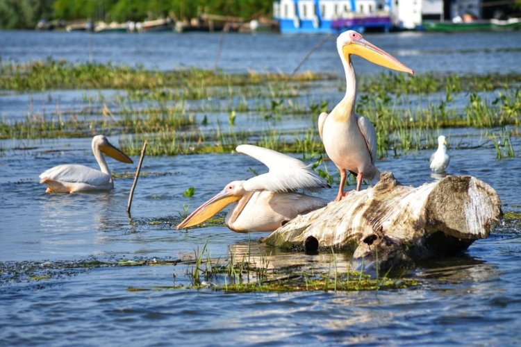 Numărul turiştilor din Deltă a scăzut cu circa 40 la sută anul trecut faţă de 2022