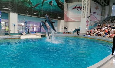 Premieră cu delfinii din Ucraina, în spectacol pe litoral, la Delfinariul din Constanța