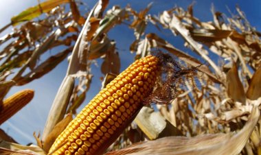 Exporturile de porumb ale României ar putea scădea din cauza secetei