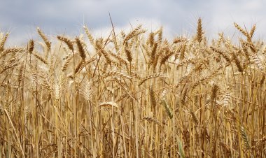 Daea: Am încheiat recoltatul grâului în România; cu siguranţă o să avem pâine anul acesta