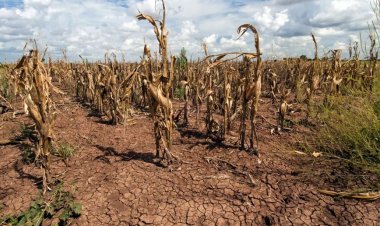 Ciucă: Continuăm, la nivelul Guvernului, să luăm măsuri pentru combaterea efectelor produse de secetă