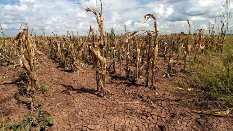 Ciucă: Continuăm, la nivelul Guvernului, să luăm măsuri pentru combaterea efectelor produse de secetă