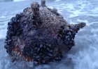 Mina marină găsită pe plaja de la Sfântu Gheorghe a fost neutralizată