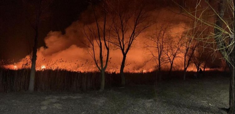 Circa 20 de hectare cu stuf au ars în apropiere de Murighiol