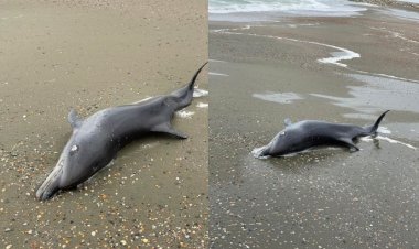 Trei delfini au fost găsiţi morţi pe plaja din Eforie