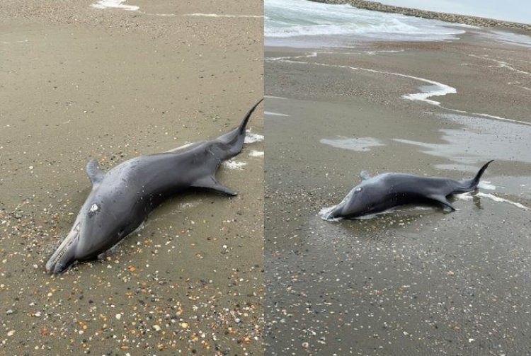 Trei delfini au fost găsiţi morţi pe plaja din Eforie