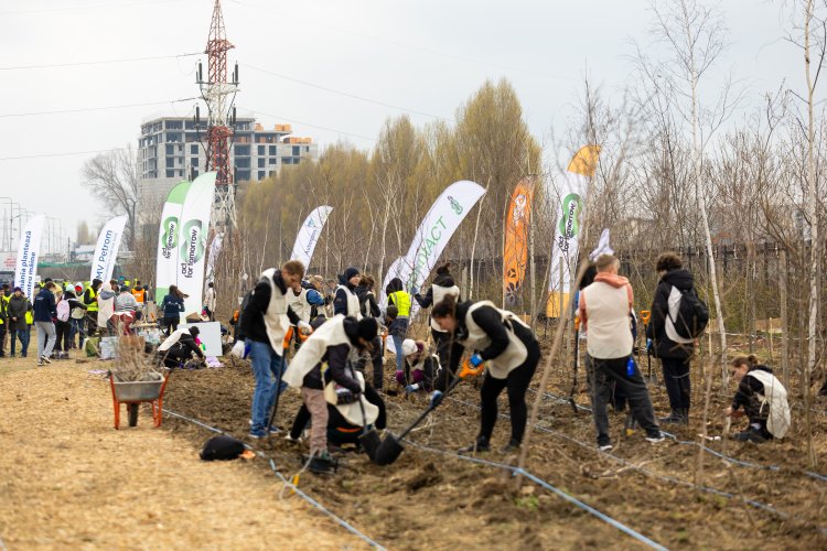 Peste 16.000 arbori și arbuști, plantați într-o singură zi cu ajutorul a 370 voluntari