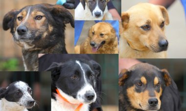 Iubitorii de animale sunt așteptați la târgul de adopții canine din Parcul Tăbăcărie