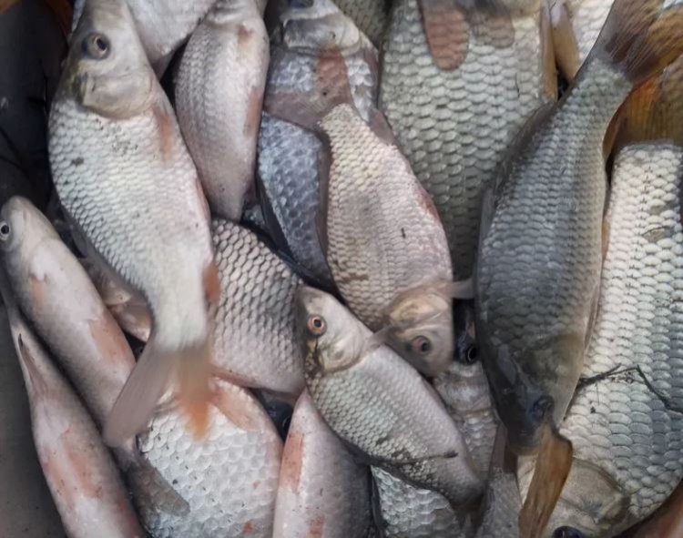 Inspectorii ANPC au retras peste 1,3 tone de pește expirat din magazine