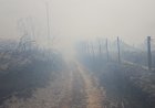 20 de gospodării şi trei case dezafectate, arse în incendiul de la Dunăreni; focul a cuprins 450 hectare de mirişte