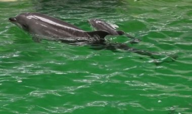 A murit micuțul Baby, puiul lui Chen Chen de la Delfinariul Constanța