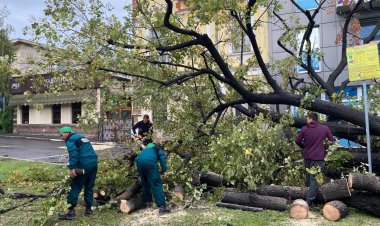 Copaci căzuți, canalizări înfundate și cabluri căzute pe mașini în Constanța