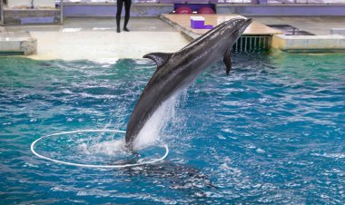 A murit delfinul Chen-Chen