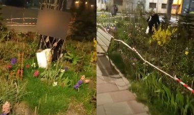 Două persoane amendate pentru tăierea și vânzarea florilor din orașul Constanţa